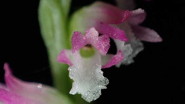Descubren en Japón sorprendente especie de orquídea parecida al cristal